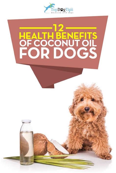 12 Health Benefits Of Coconut Oil For Dogs Top Dog Tips