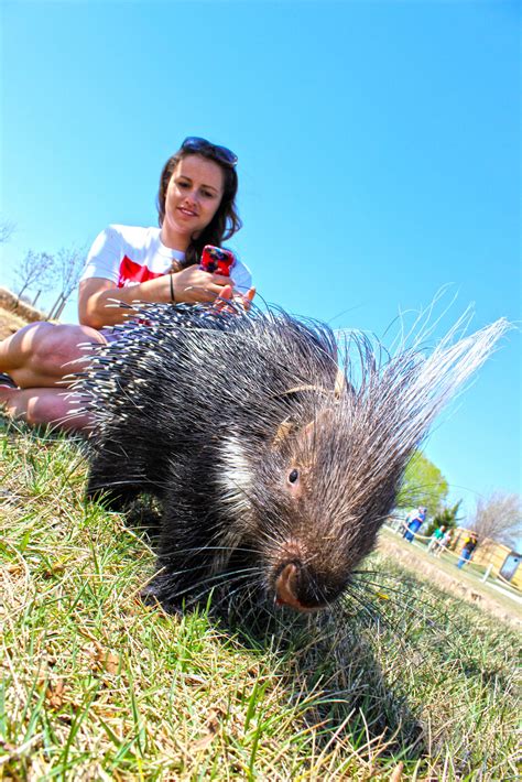 Porcupine Meet and Greet | Animal Zoo & Safari Park - Goddard