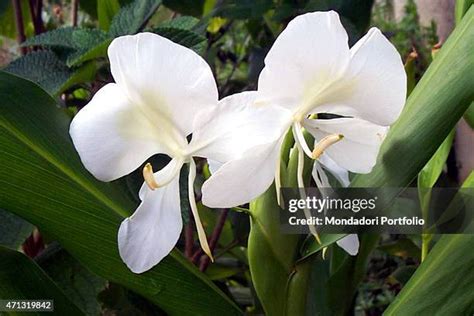 Cuban National Flower Photos and Premium High Res Pictures - Getty Images