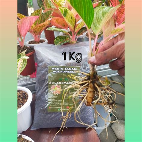 Jual Media Tanam Aglaonema Super Premium Kg Poros Menyuburkan