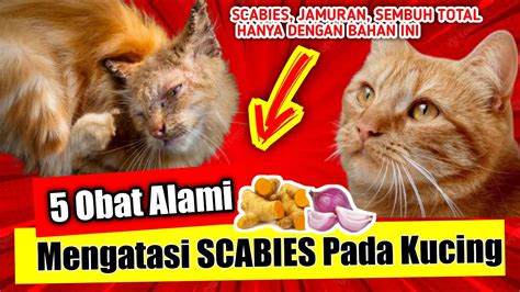 Obat Alami Paling Ampuh Untuk Mengatasi Scabies Pada Kucing Kucing