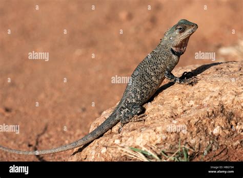 Oriental Garden Lizard Also Eastern Garden Lizard Or Changeable Lizard