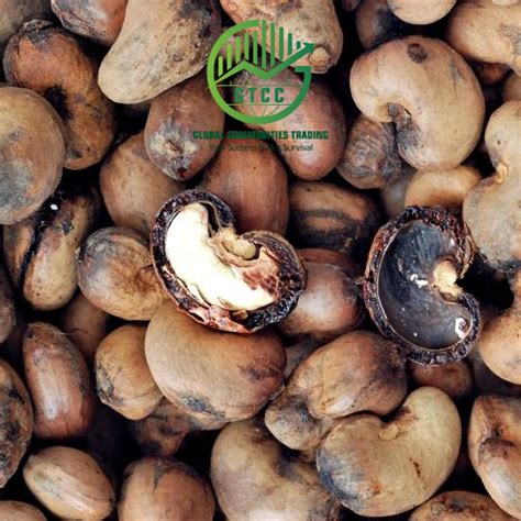 Raw Cashew Nuts In Shell Global Commodities