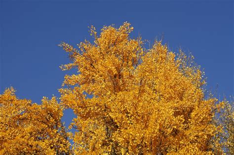 Ginkgo Tree (Ginkgo Biloba), Yellow Colored Leaves in Autumn Stock ...