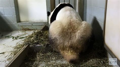 Un panda géant accouche de jumeaux Vidéo Dailymotion