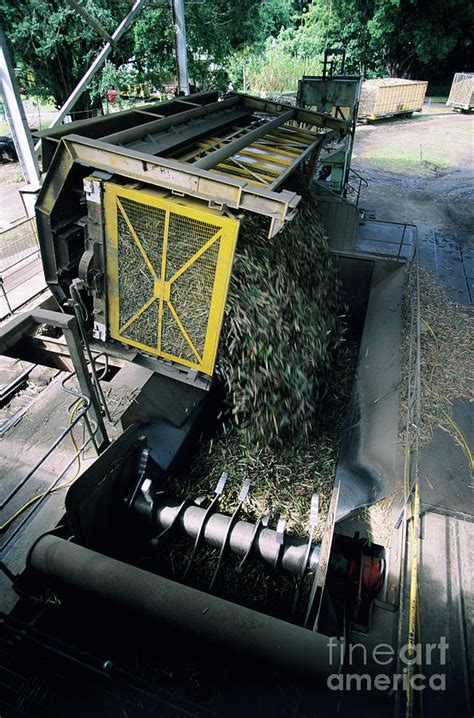 Sugar Cane Refining Photograph By Jeremy Bishopscience Photo Library