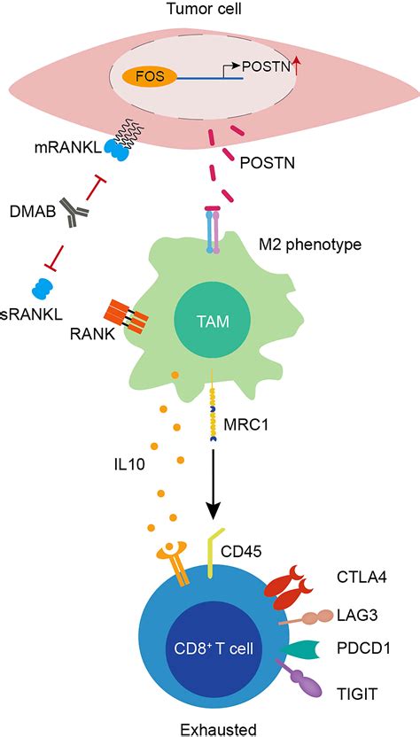 Frontiers Single Cell Transcriptome Analysis Reveals T Cell