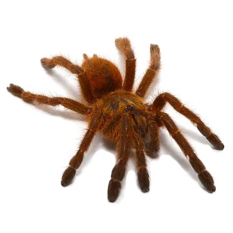 Orange Starburst Baboon Tarantula Pterinochilus Murinus For Sale