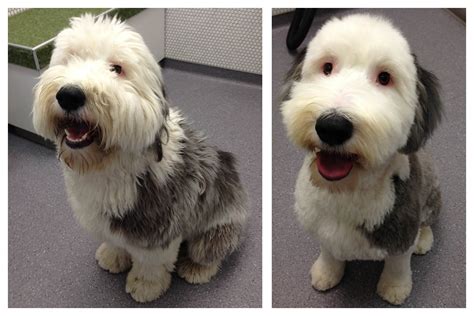 The low down on spring shave downs — Bubbly Paws : Self Service Dog