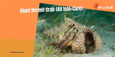 Giant Hermit Crab Detailed Care And Everything