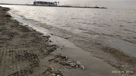 El Nuevo Ecocidio Por Anoxia En El Mar Menor En Im Genes Es Necesaria