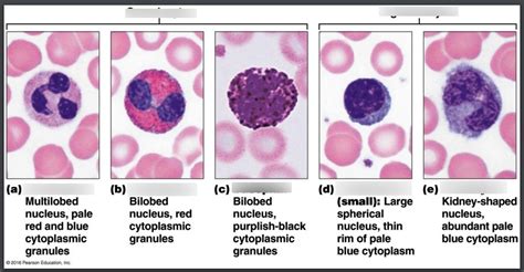 Ch Blood Diagram Quizlet