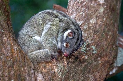 A Naked Green Ringtail Possum Featured Creature