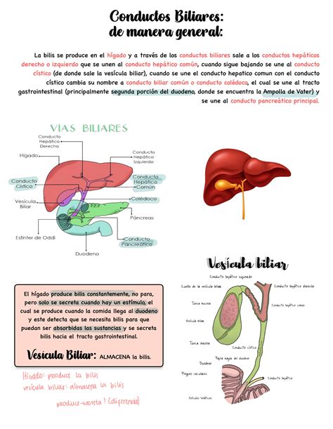 Solution Anatom A Del H Gado Studypool