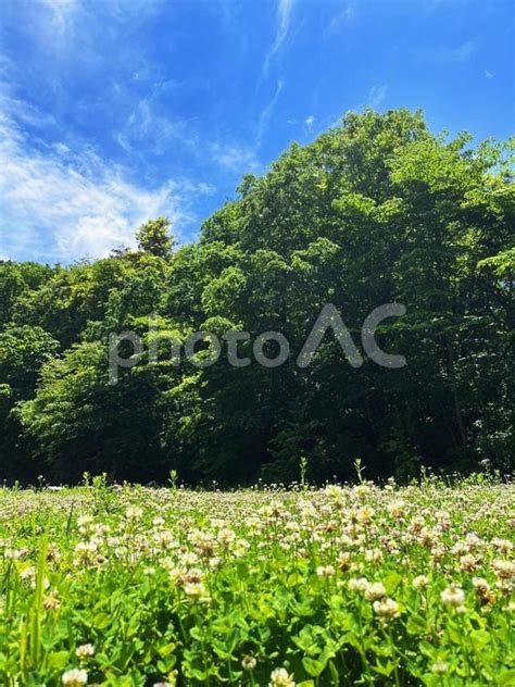 爽やかな新緑と青空の風景 No 26398132｜写真素材なら「写真ac」無料（フリー）ダウンロードok