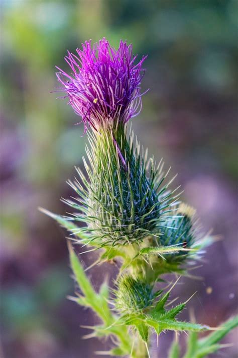 Thistle Mekar Bloom Foto Gratis Di Pixabay Pixabay