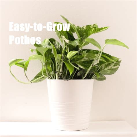 Pothos Plant Care How To Grow Epipremnum Aureum Houseplant Latest From