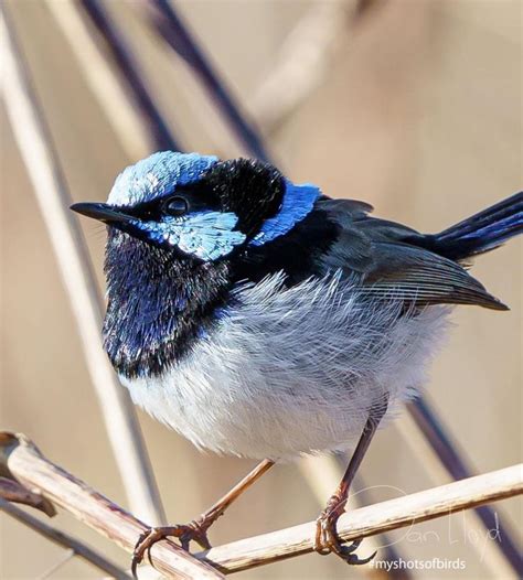 A Small Blue And Black Bird Sitting On Top Of A Tree Branch In The Sun