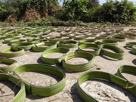 Drying Bamboo Bamboo Strips Are Laid Out In Coils To Dry I Flickr