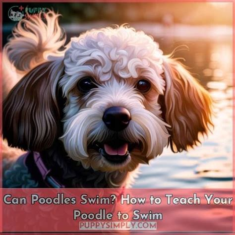 Can Poodles Swim How To Teach Your Poodle To Swim