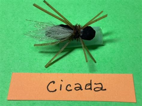 Cicada Santa Cruz Fly Fishing Club