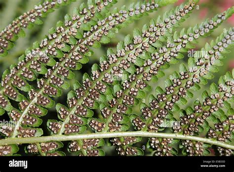 Fern Sporangium