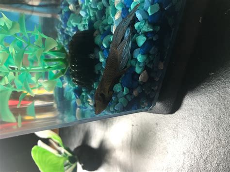 tips for betta fish breathing fast indoors 9