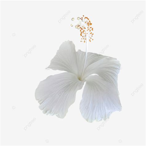 Flor De Hibisco Blanco PNG Dibujos Hibisco Flor Hibisco Blanco PNG Y