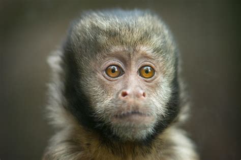 Ohio Man Gave His Companion Monkey Illicit Drugs, Prosecutors Say | iHeart