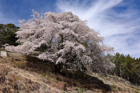 【和歌山】古座川町のクマノザクラ 寺と御朱印と私