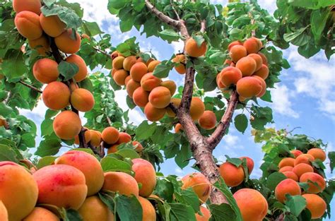 Apricot tree - Wikifarmer