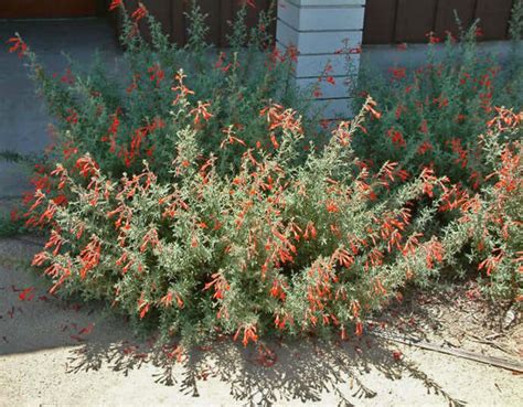 California Fuchsia | Plants Express