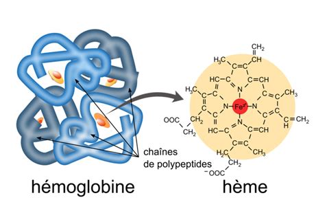 D Couvrir Imagen H Moglobine Formule Chimique Fr Thptnganamst Edu Vn