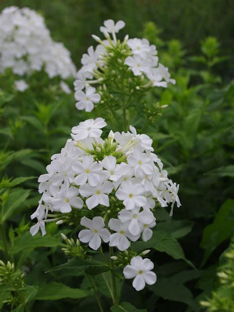 Phlox Paniculata Mount Fuji Beth Chatto Plants And Gardens