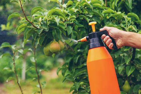 10 Best Natural Pesticides for Fruit Trees: 100% Effective to Kill Bugs on Fruit Plants