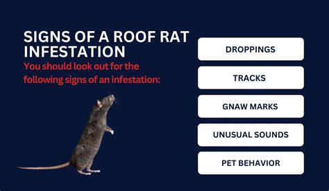 Roof Rat: Facts and Identification | LaJaunie's Pest Control