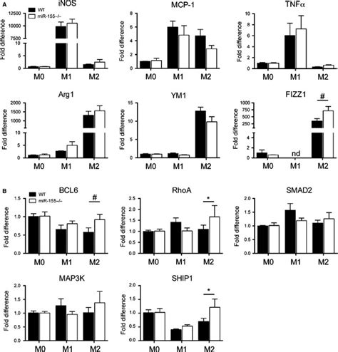 R 155 Targets And FIZZ1 Are Up Regulated In Bone Marrowderived