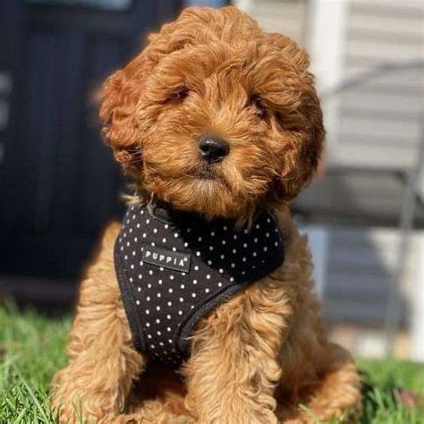 Mini Goldendoodle Breeders In California Full List Lover Doodles