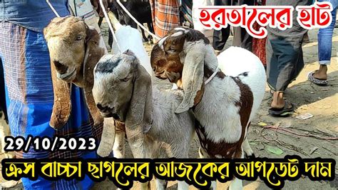 হরতালের হাট। ক্রস বাচ্চা ছাগলের আজকের আপডেট দাম জানুন নাটোর তেবাড়িয়া