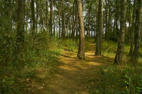 Premium Photo Forest Trail Scene Woodland Path