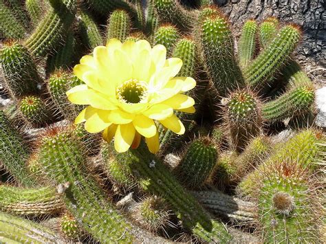 Trichocereus Andalgalensis Hybrid Seeds