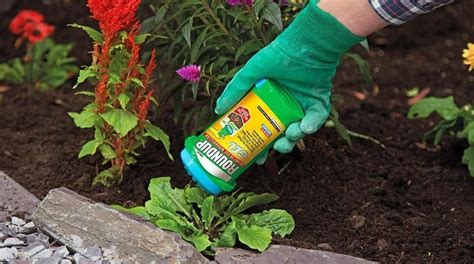 Best Weed Killers For Flower Beds Reviewed Winter