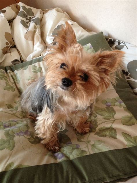 Lifespan Yorkshire Terrier - Pets of Life