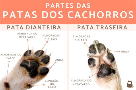 Anatomia Dos Cachorros Anatomia I Hot Sex Picture