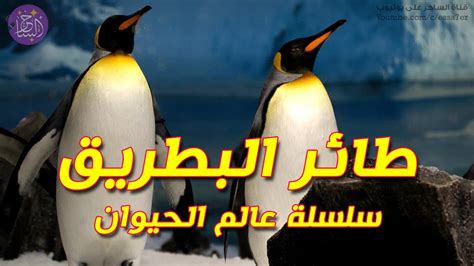 طائر البطريق معلومات وحقائق مدهشة لا تعرفونها عنه | سلسلة عالم الحيوان ...