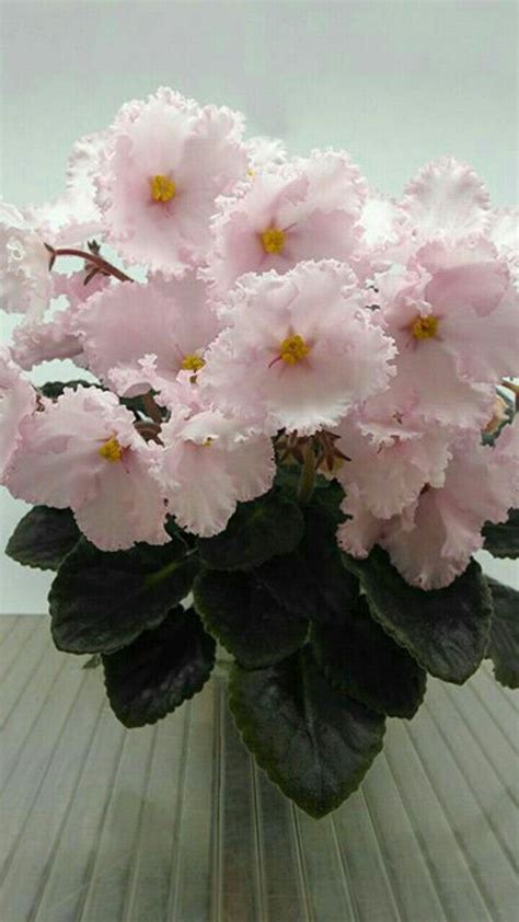 African Violet Varieties Artofit