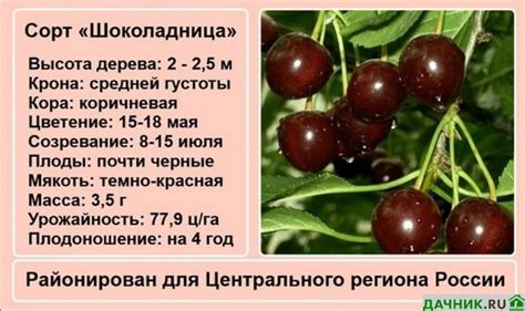 Описание вишни
