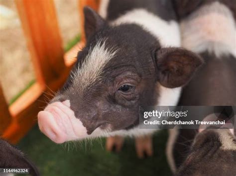 212 Large Black Pig Stock Photos, High-Res Pictures, and Images - Getty ...