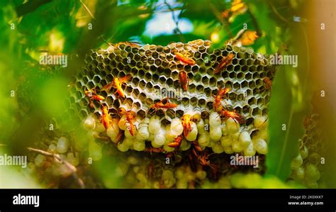 Hexagonal Cells With Larva Of Common Yellow Wasp Or Ropalidia Marginata Exposed Center Of Wasp