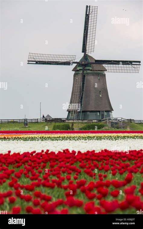 Netherlands windmill tulip hi-res stock photography and images - Alamy